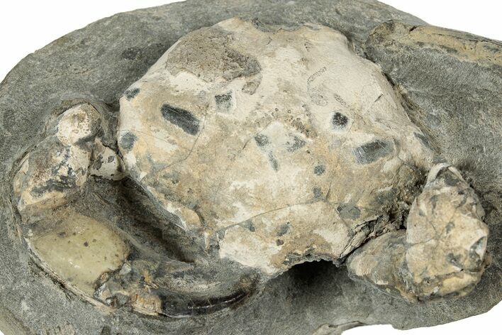 Eocene Fossil Crab (Pulalius) - Washington State #345518